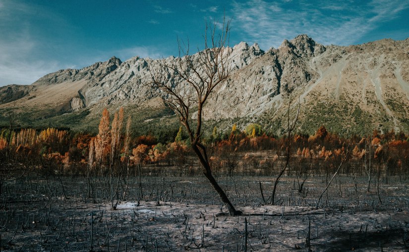 A un año de los incendios en la Patagonia